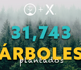 ¡Hemos plantado 31.743 árboles en Canadá!